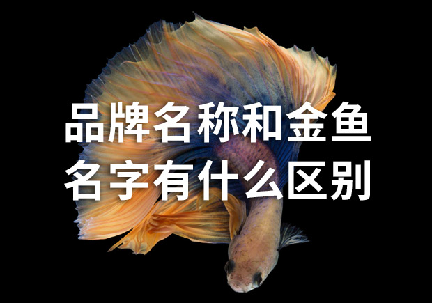品牌命名公司：品牌名稱和金魚名字有什么區(qū)別？